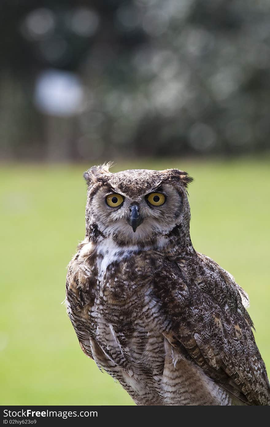 European eagle owl , this was taken on a day flying the owls