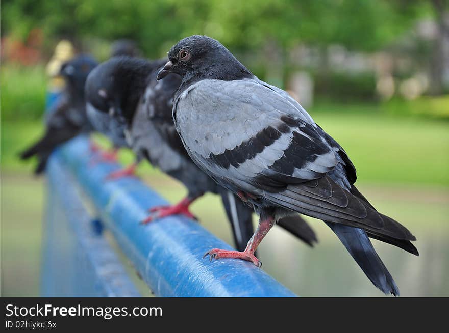 Pigeon In The Park