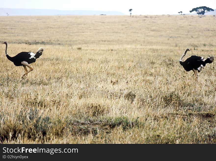 Two Ostriches in the Ngorongoro crater, Tanzania. Two Ostriches in the Ngorongoro crater, Tanzania