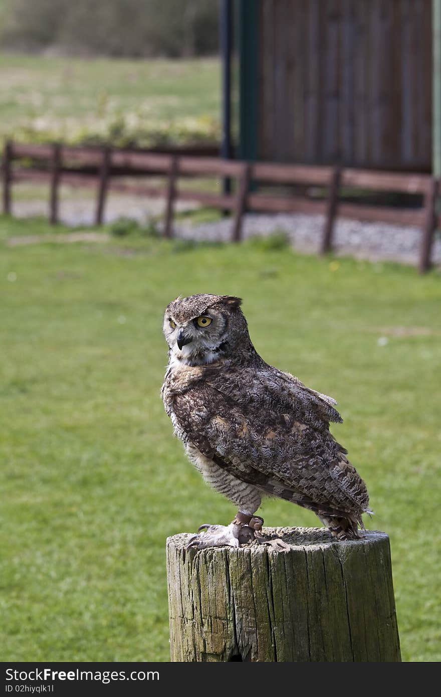 A tame european eagle owl