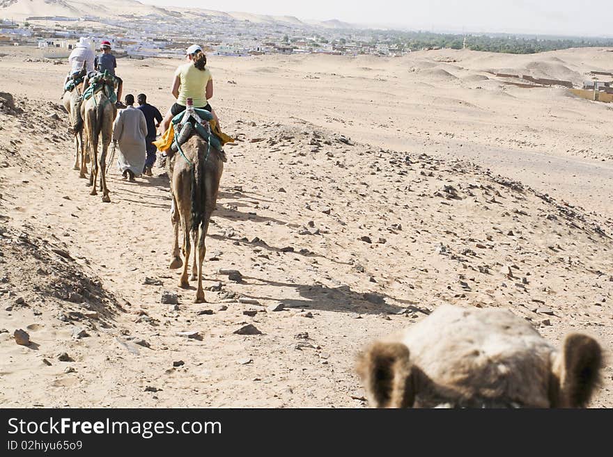 Europeon family riding camels in a convoy. Europeon family riding camels in a convoy