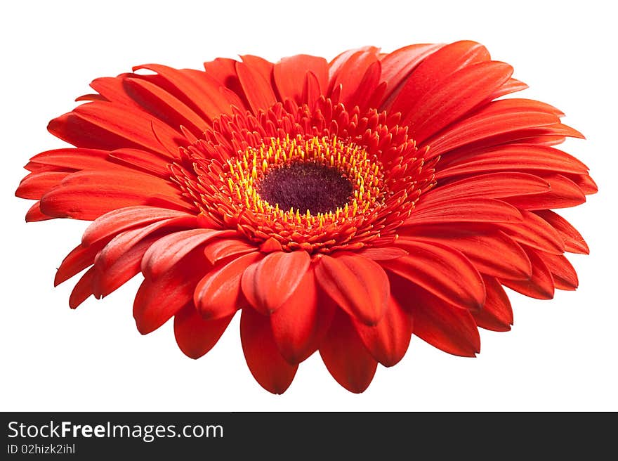 Red daisy isolated on a white background.