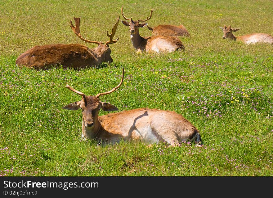 Domestica deer on the fresh spring grass