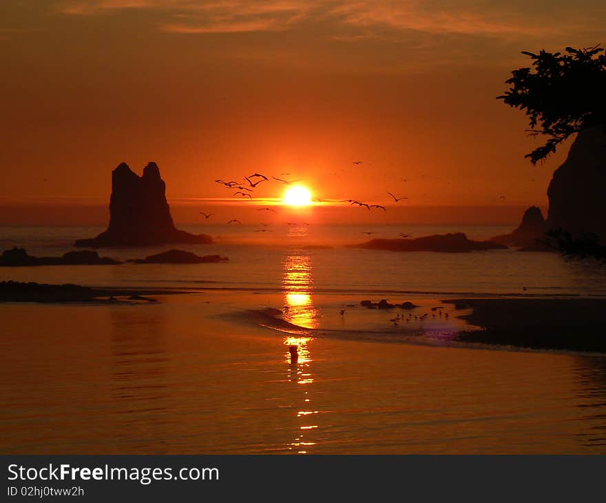 LaPush Coastline