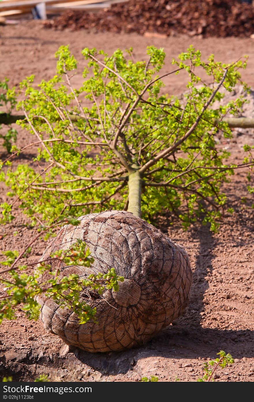 Tree with roots ready for planting in the park. Tree with roots ready for planting in the park