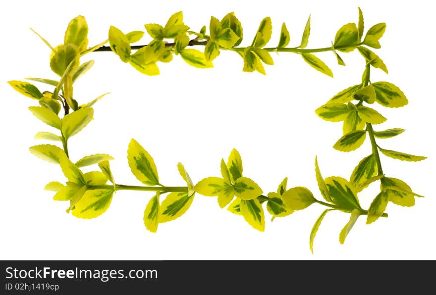 Green leafs on branch isolate on white. Symbol of spring. Green leafs on branch isolate on white. Symbol of spring