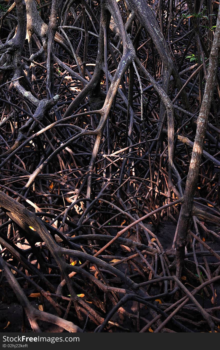 Tree Root in the forest of Thailand