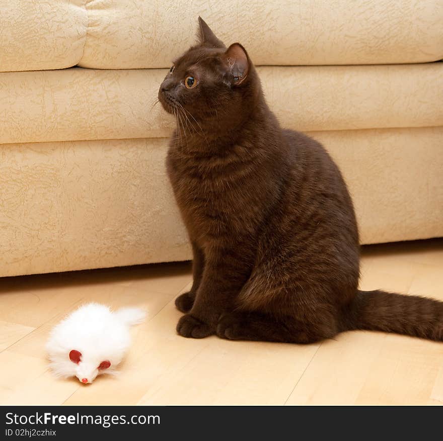 Cat plays with plastic mouse. Cat plays with plastic mouse