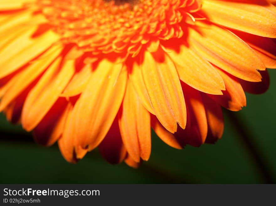 Daisy on a green background