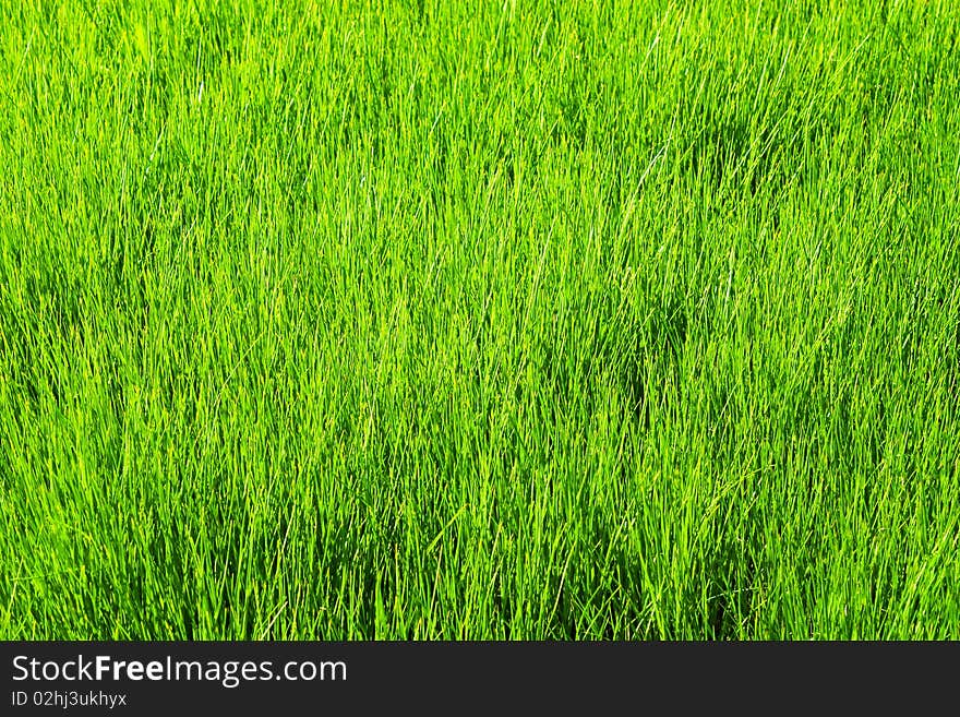 Colorful fresh grass on a meadow. Colorful fresh grass on a meadow