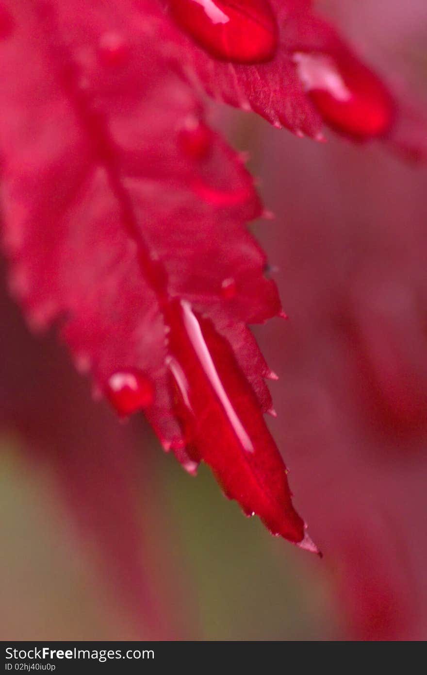 Japanese Maple