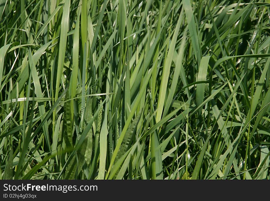 Green blades