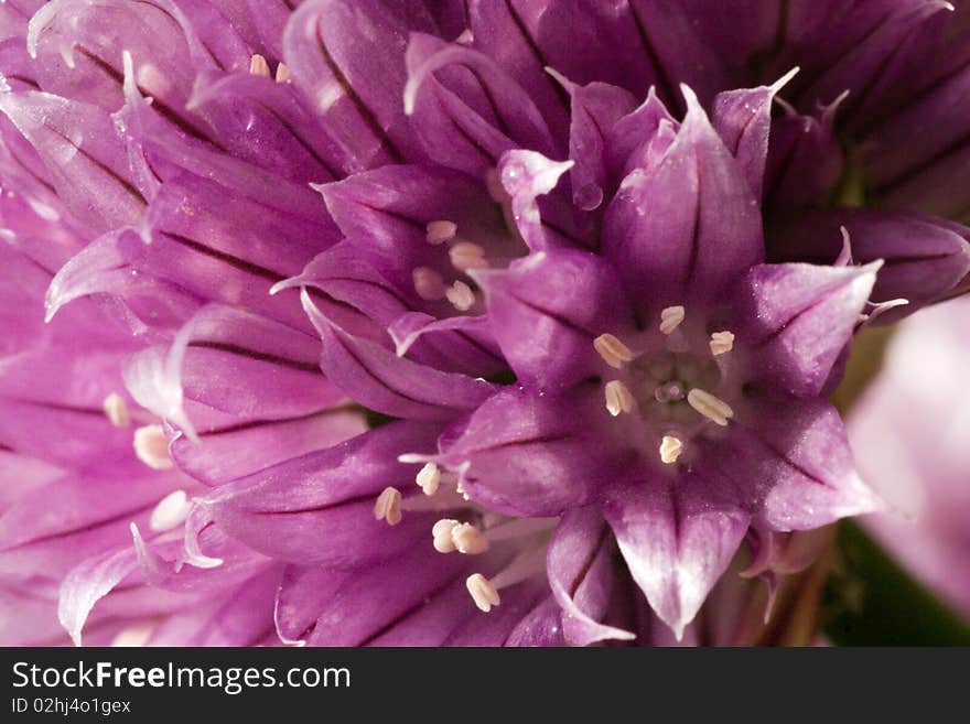 The beautiful violet spring flower