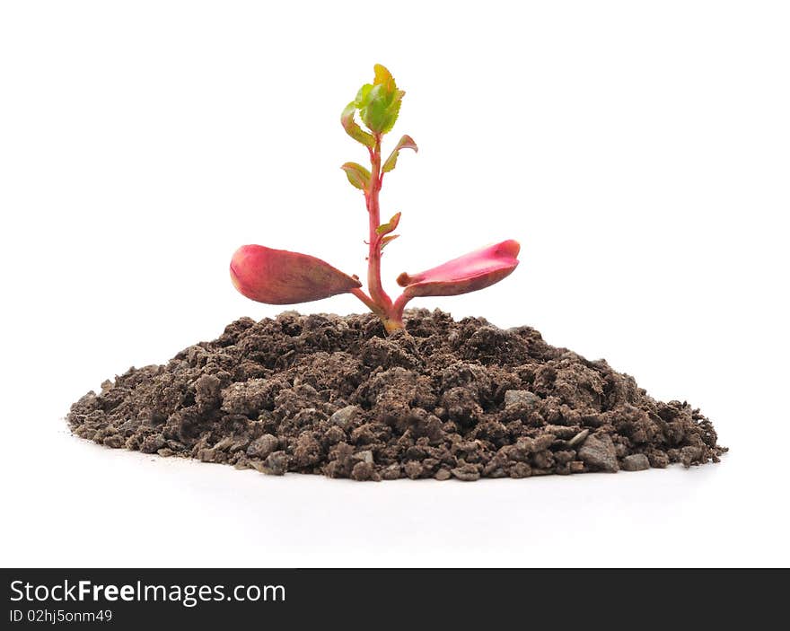 Green sprout growing from soil. Isolated on white. Green sprout growing from soil. Isolated on white.