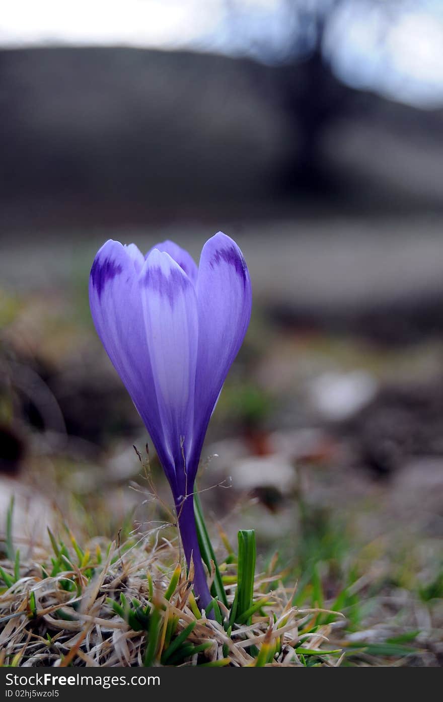 Purple crocus growing in the mountains