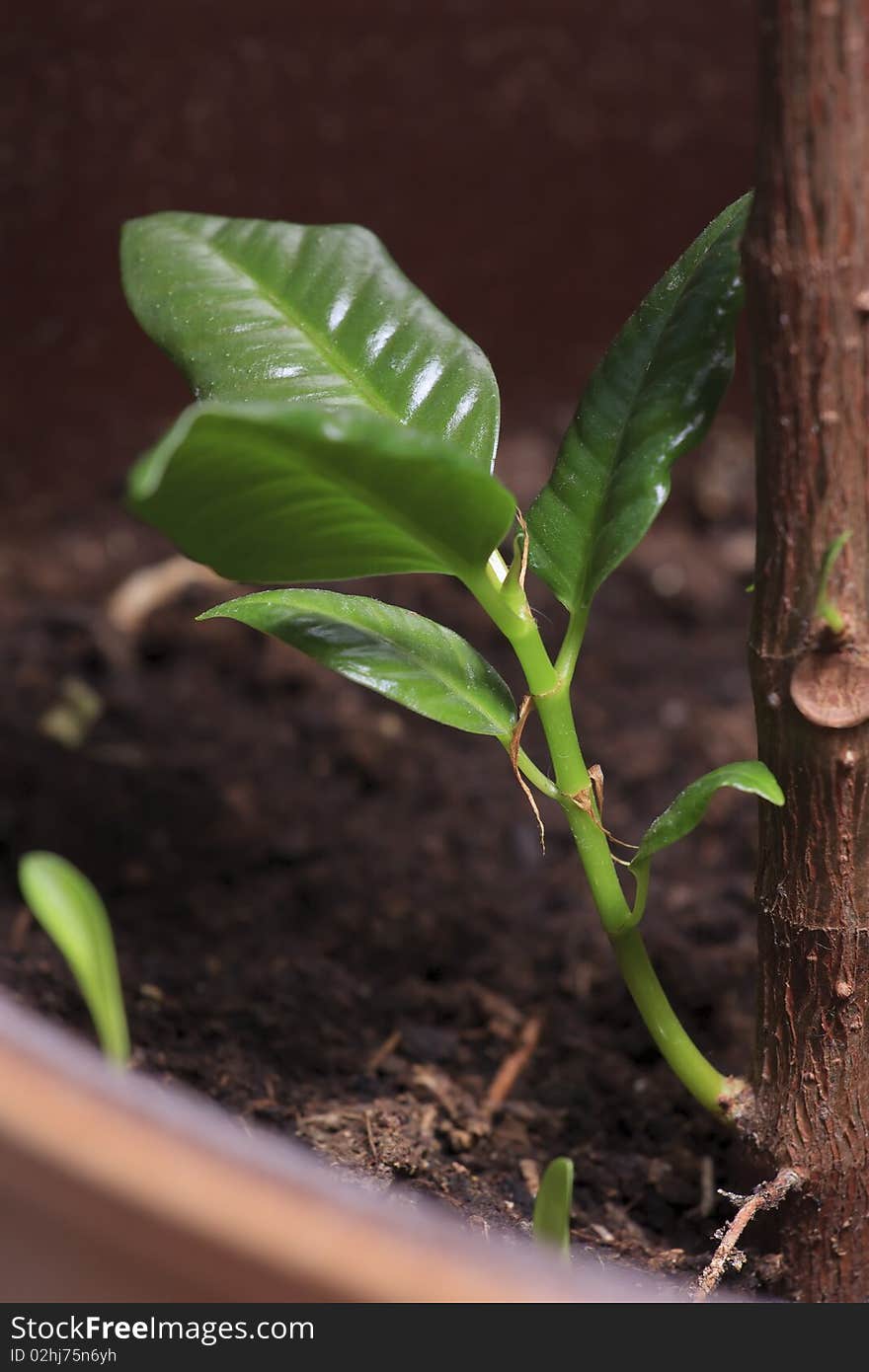 Old log with new shoot and fresh green leaves, new life-concept. Old log with new shoot and fresh green leaves, new life-concept