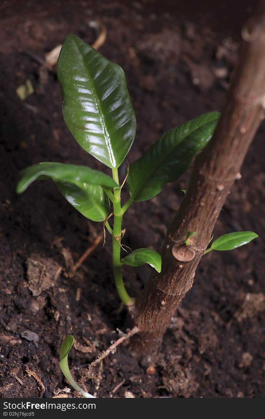 Old log with new shoot and fresh green leaves, new life-concept. Old log with new shoot and fresh green leaves, new life-concept