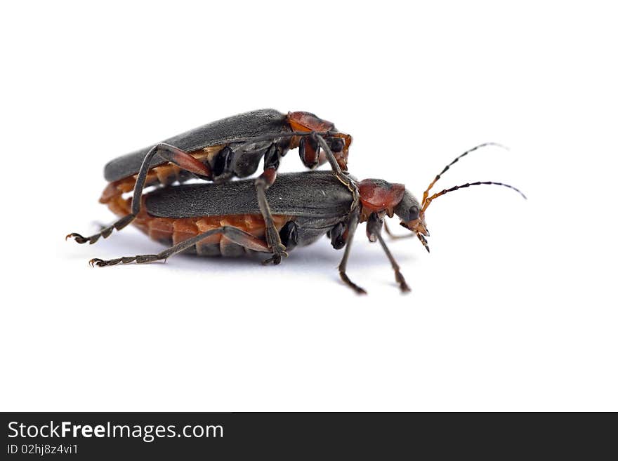 Two soldier beetles (Cantharis versicolora), mating, macro on white