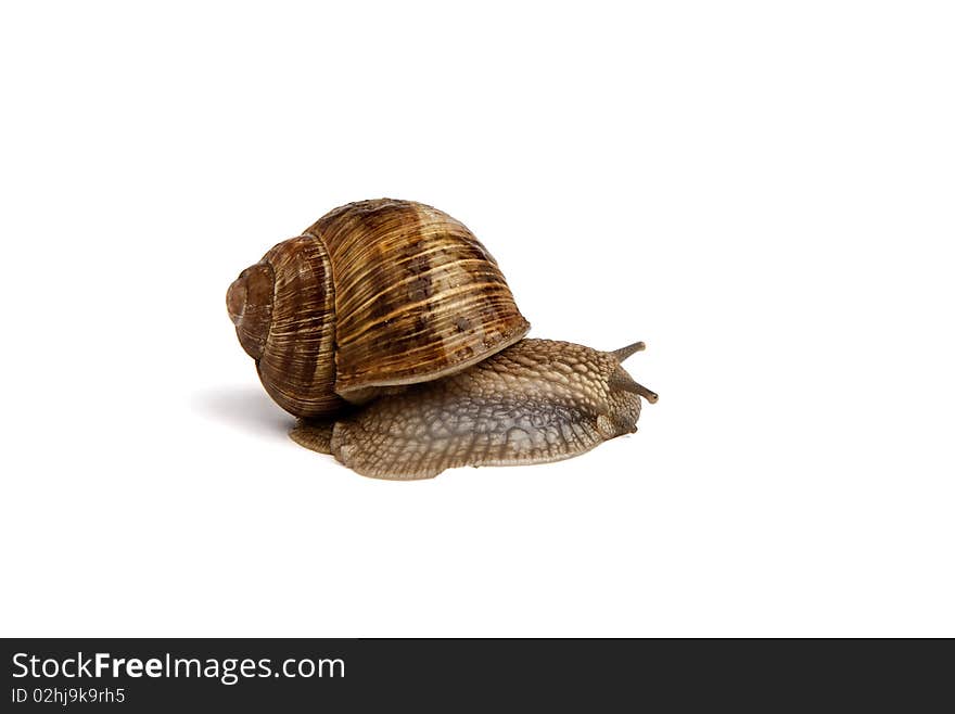 Garden snail (Helix aspersa) on white background