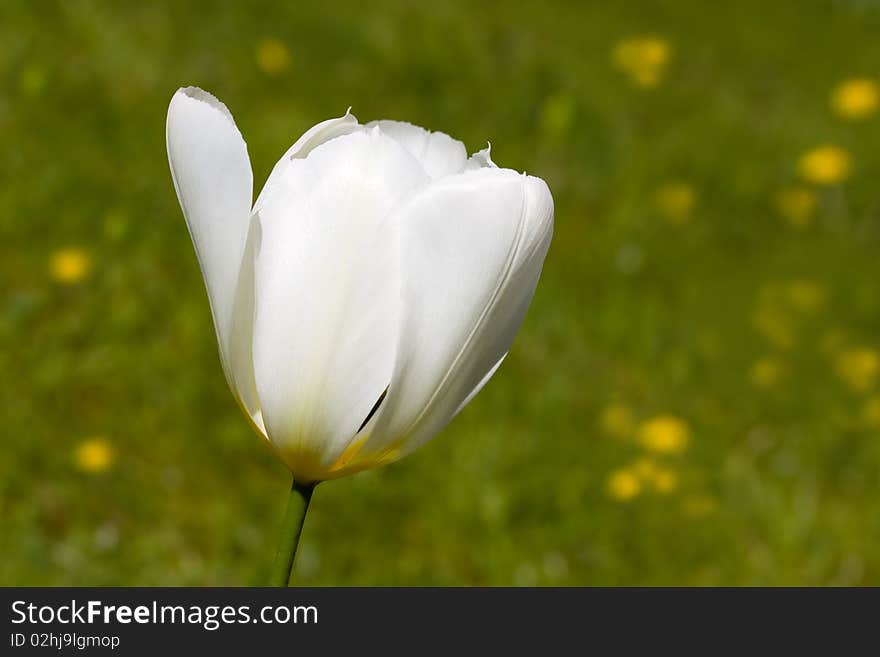 A Beautiful White Tulip - Closeup