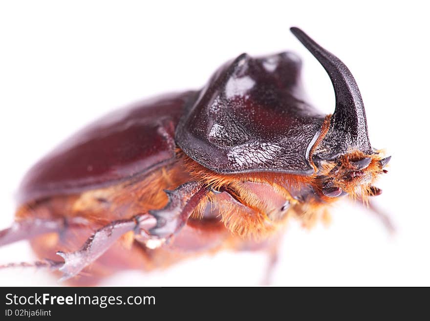 Beetle isolated on a white.