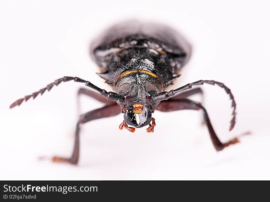 Beetle isolated on a white.