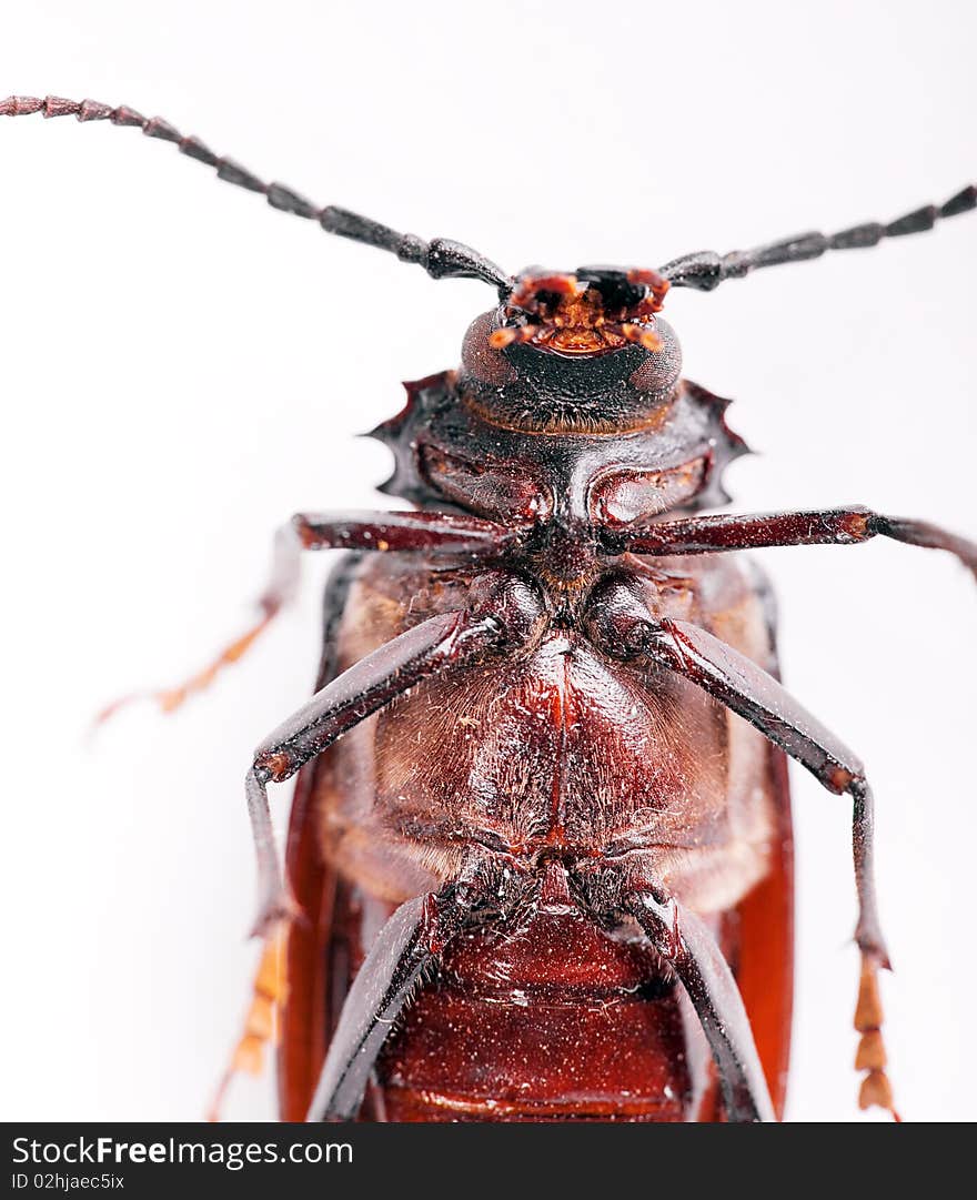 Beetle isolated on a white.