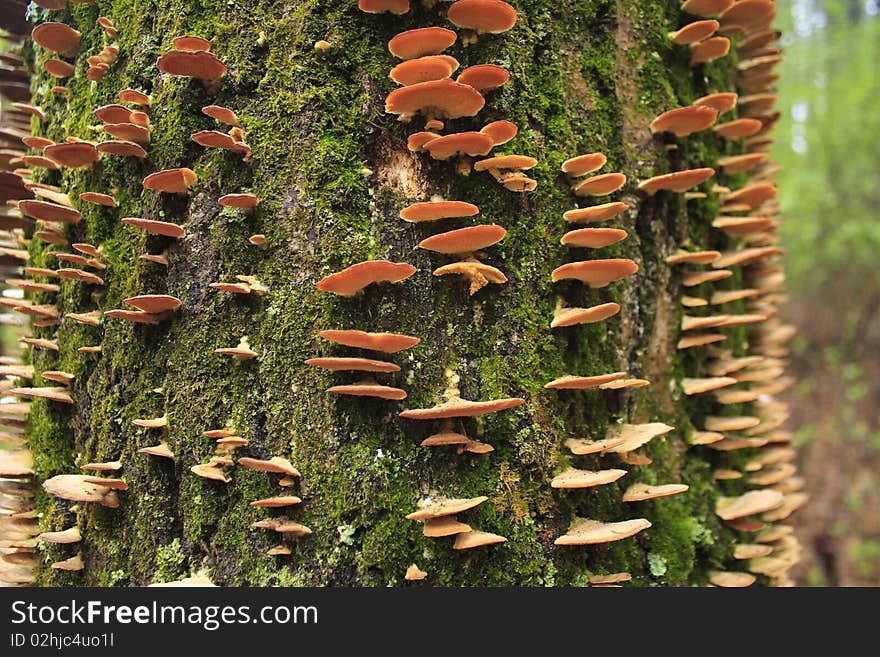 Tree Fungus, Ice Age Trail, Wisconsin