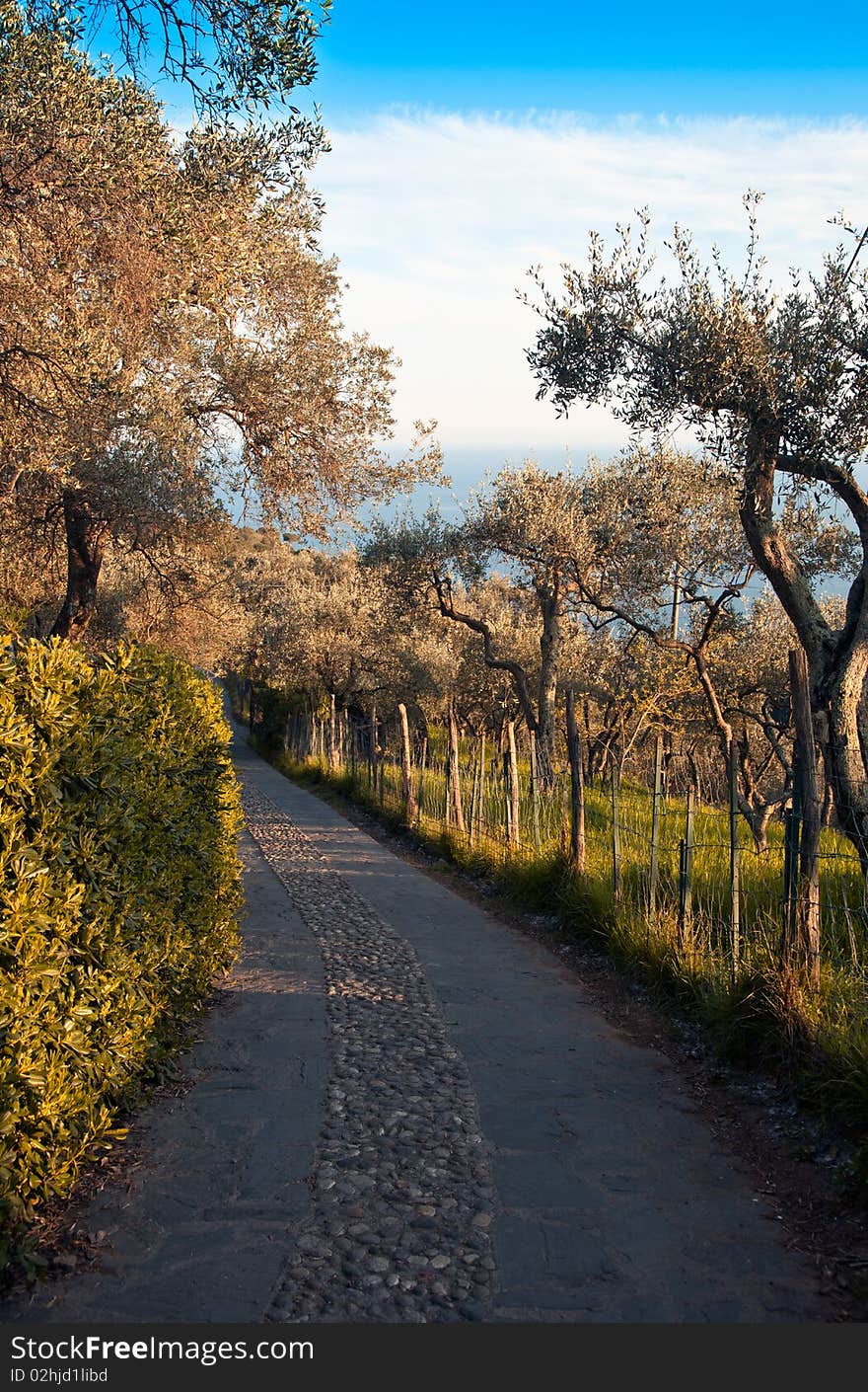 Ligurian path between a rich Mediterranean vegetation with olive trees. Ligurian path between a rich Mediterranean vegetation with olive trees