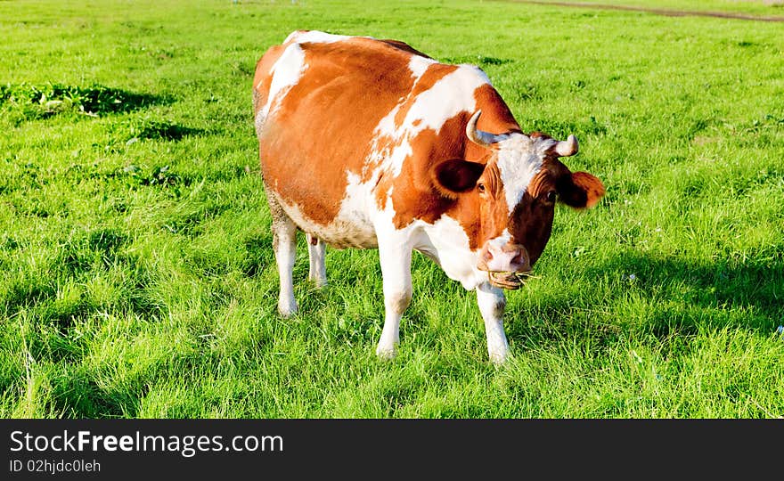 Cow in the grass field.