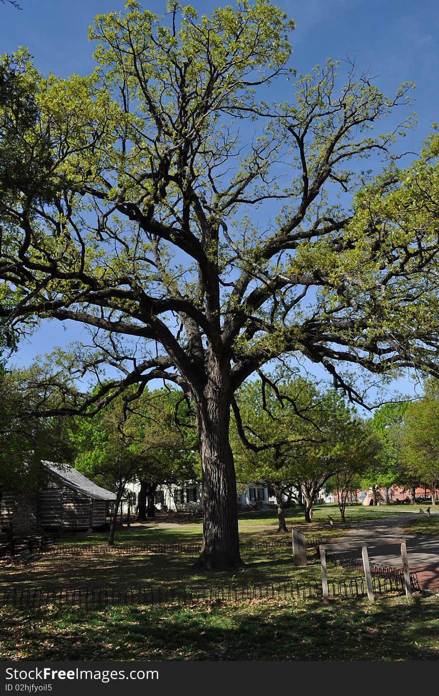 Tree located in the Dallas Hertiage Village.