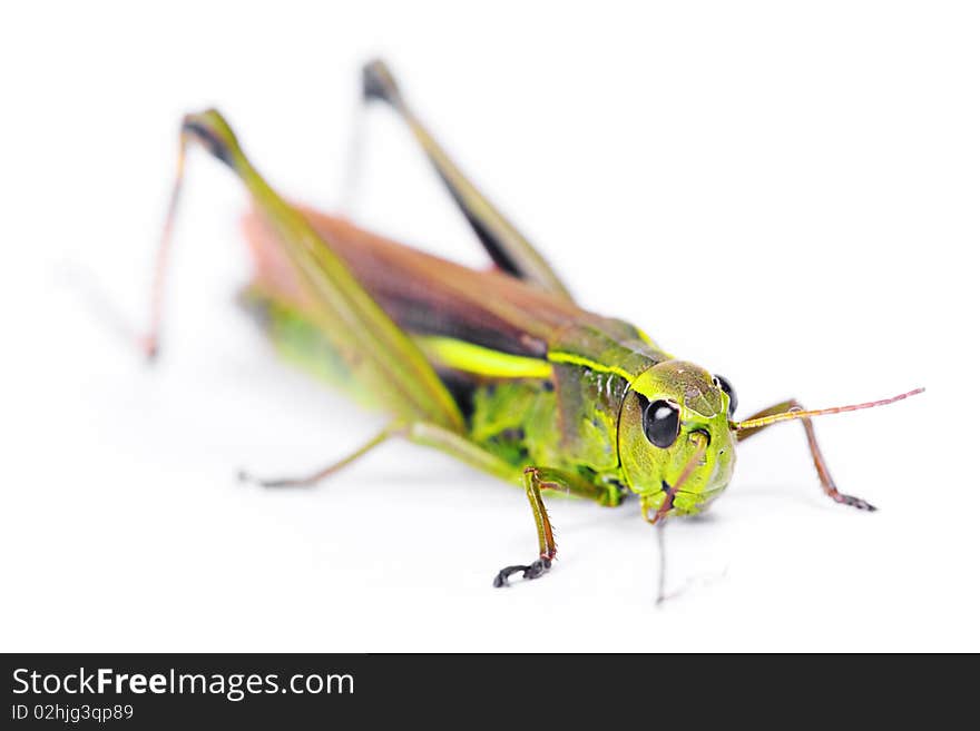 Grasshopper