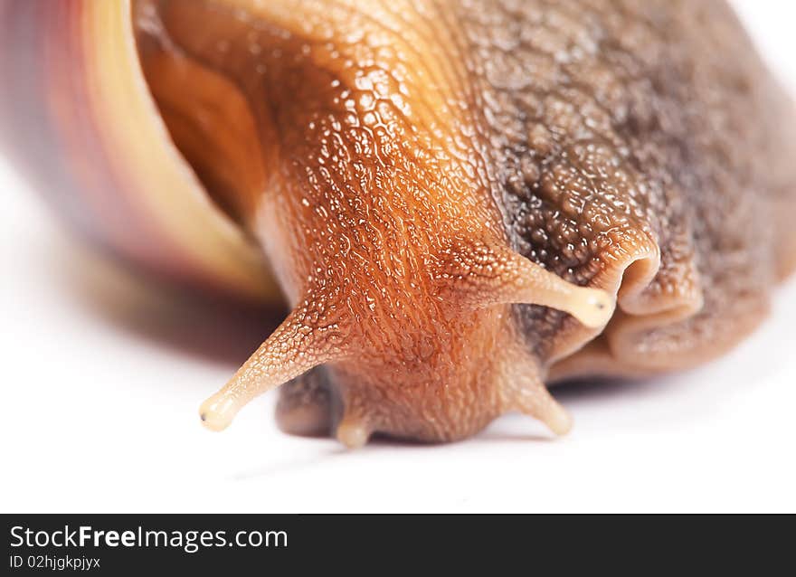 Snail isolated on white background.