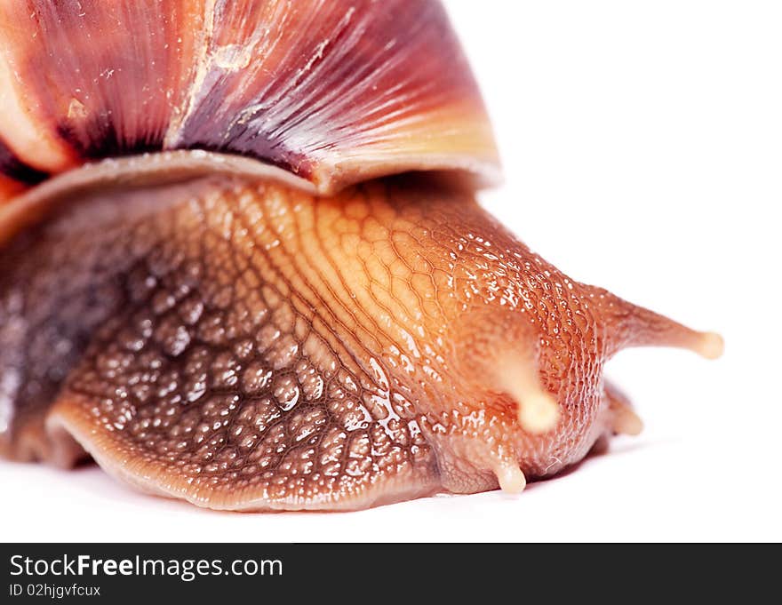 Snail isolated on white background.