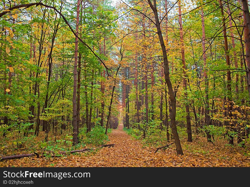 Beautiful autumn forest scene photo