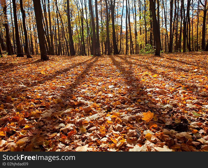 Beautiful autumn forest scene photo