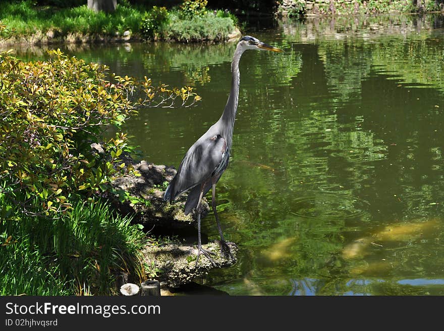 Crane in pond