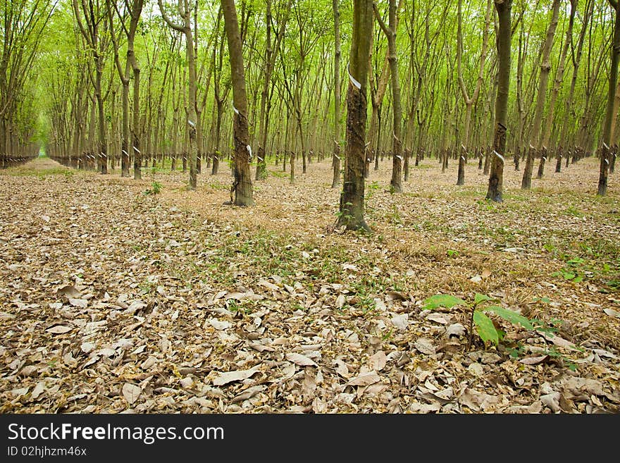 Shady rubber plantation in Vietnam. Shady rubber plantation in Vietnam