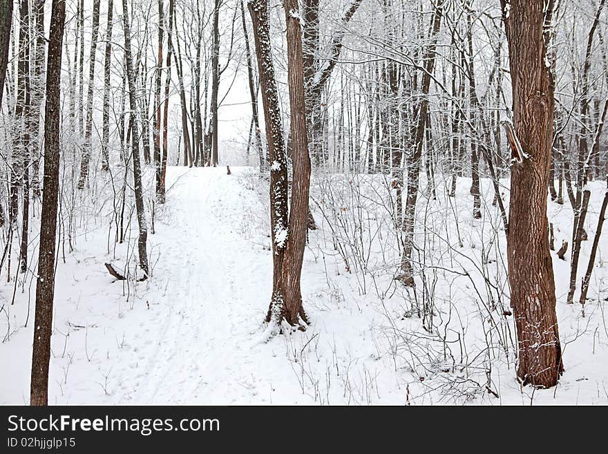 Scene in the cold winter forest.