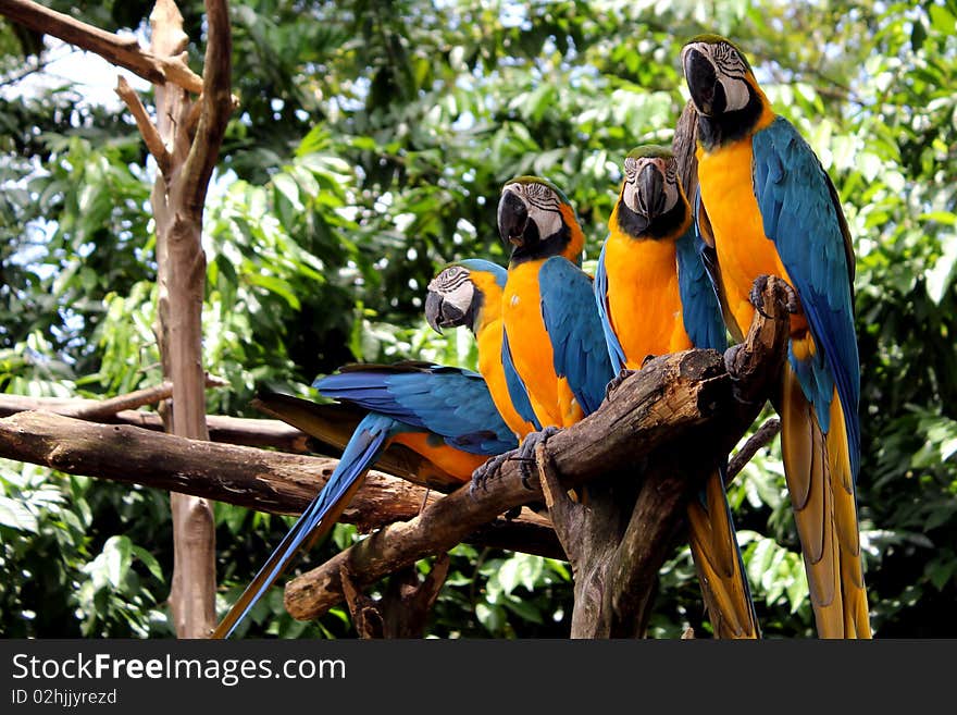 Parrot birds standing in a row. Parrot birds standing in a row