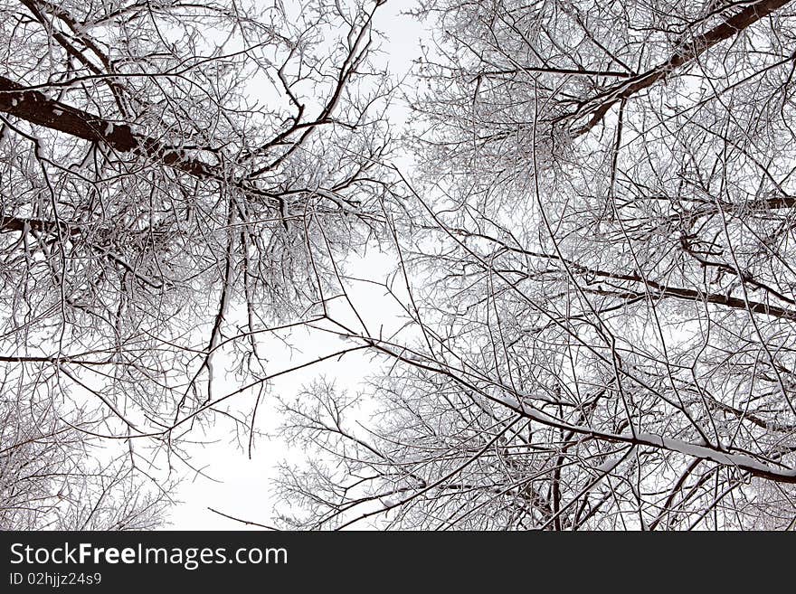 Scene in the cold winter forest.