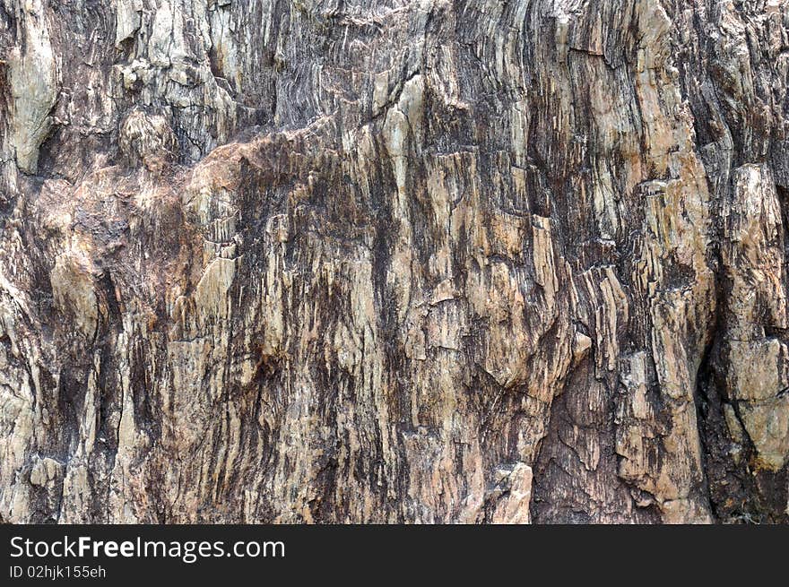 Surface of fossil wood, shown as featured texture, character and color. Surface of fossil wood, shown as featured texture, character and color.