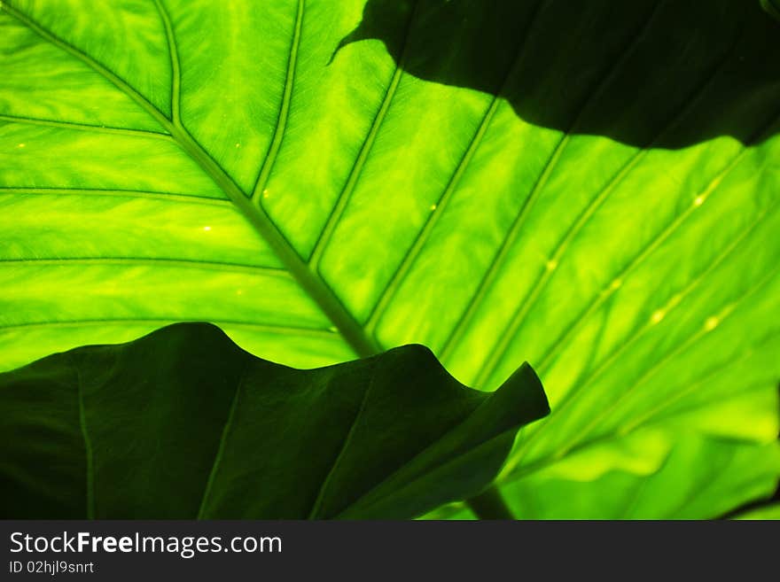 Lush green tropical leaves with sunlight shinning through them. Lush green tropical leaves with sunlight shinning through them.