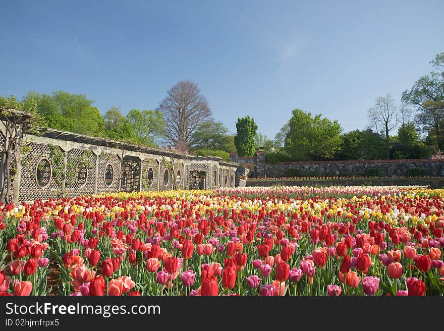 Tulip Garden In Springtime