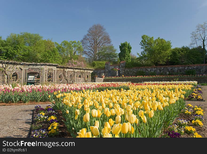 Tulip blooms in spring