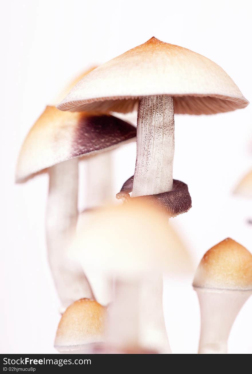 Close up view of mushrooms