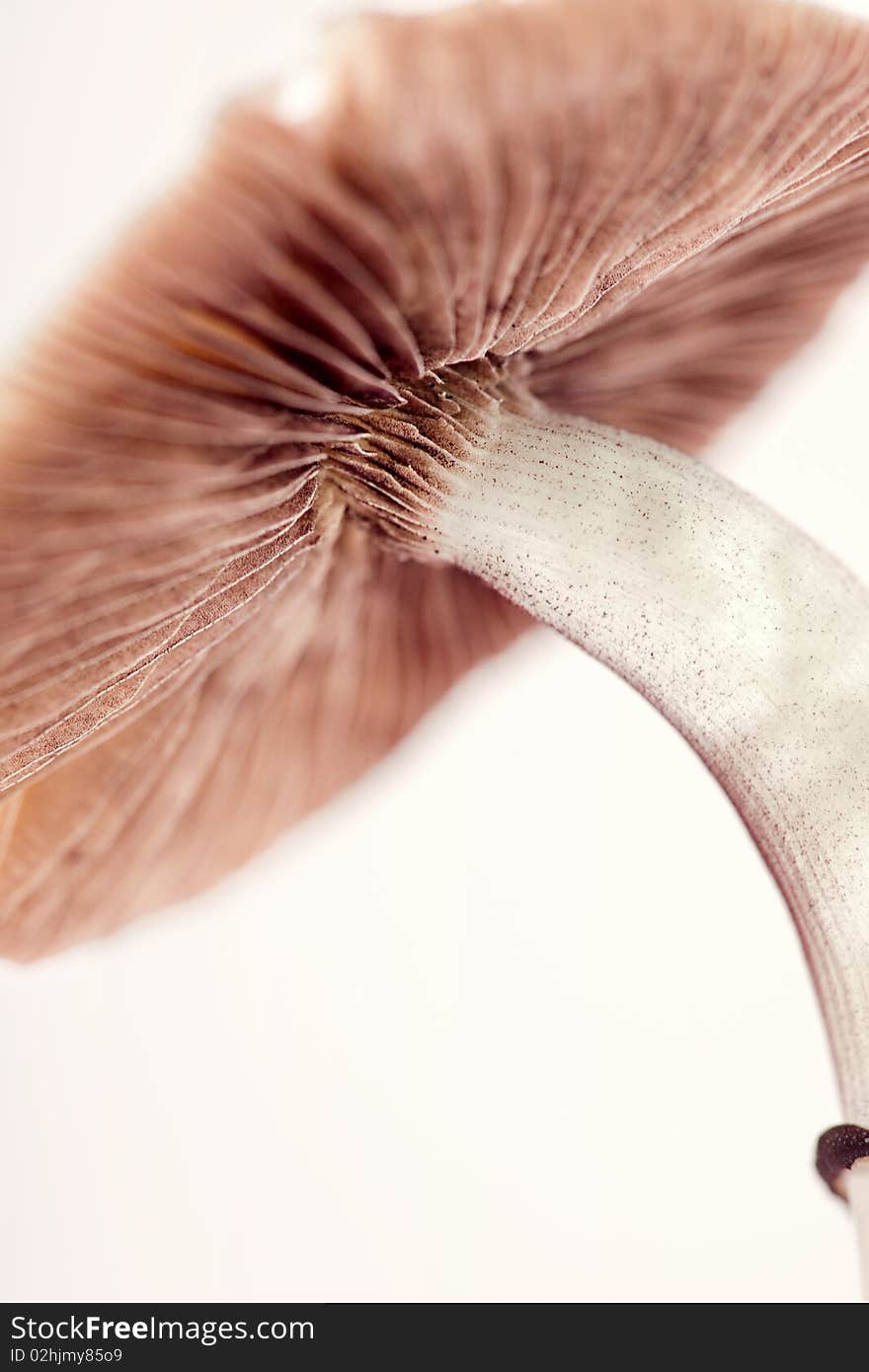 Close up view of mushroom