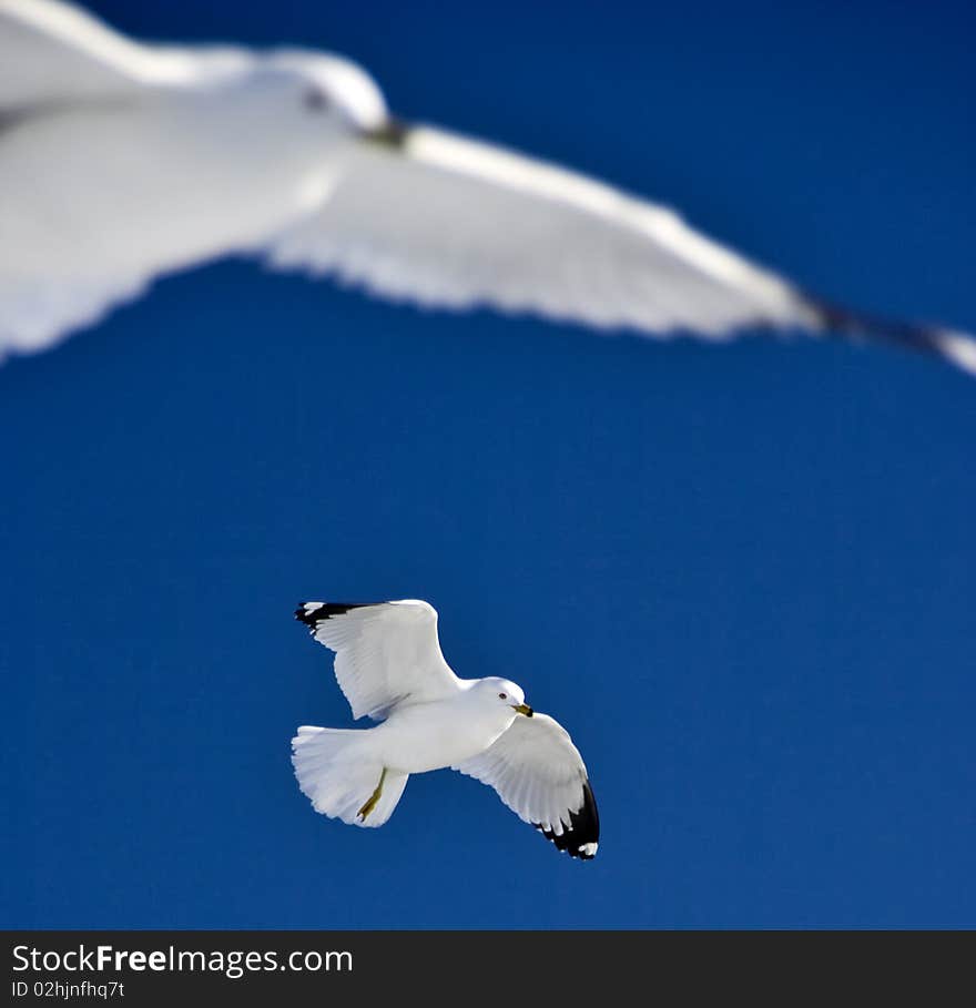 Seagulls in Flight