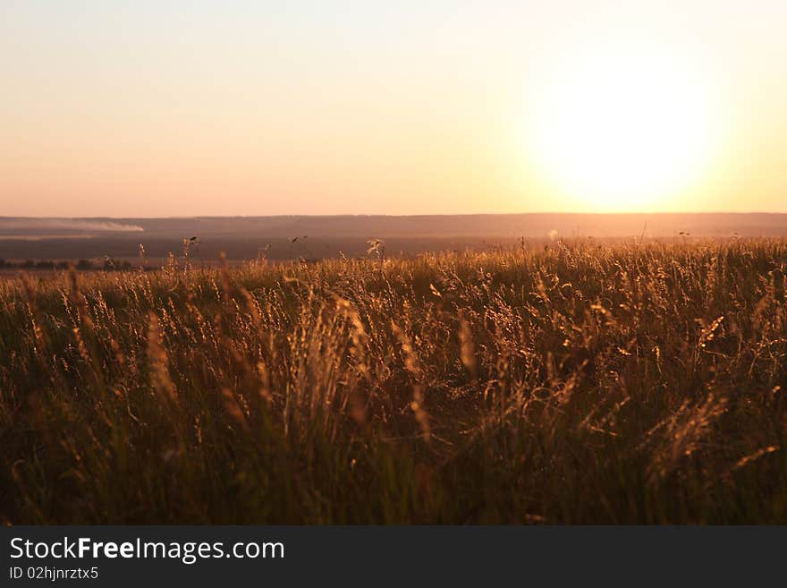 Field in sunlight rays