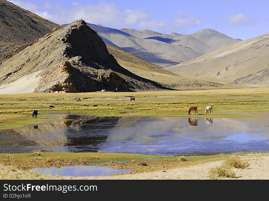 Several horses grazing on the green feild near a lake on Ali Prairie tibet. Several horses grazing on the green feild near a lake on Ali Prairie tibet.